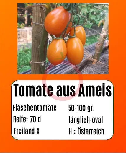 Tomate aus Ameis DER TOMATENFLÜSTERER