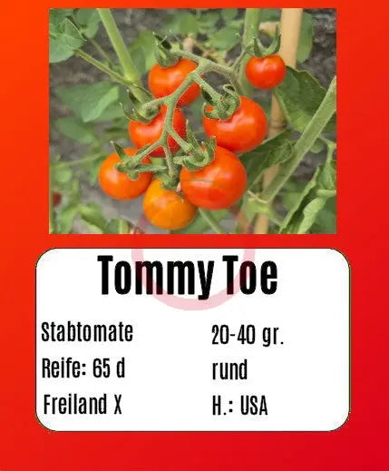 Tommy Toe DER TOMATENFLÜSTERER
