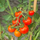 Tommy Toe DER TOMATENFLÜSTERER