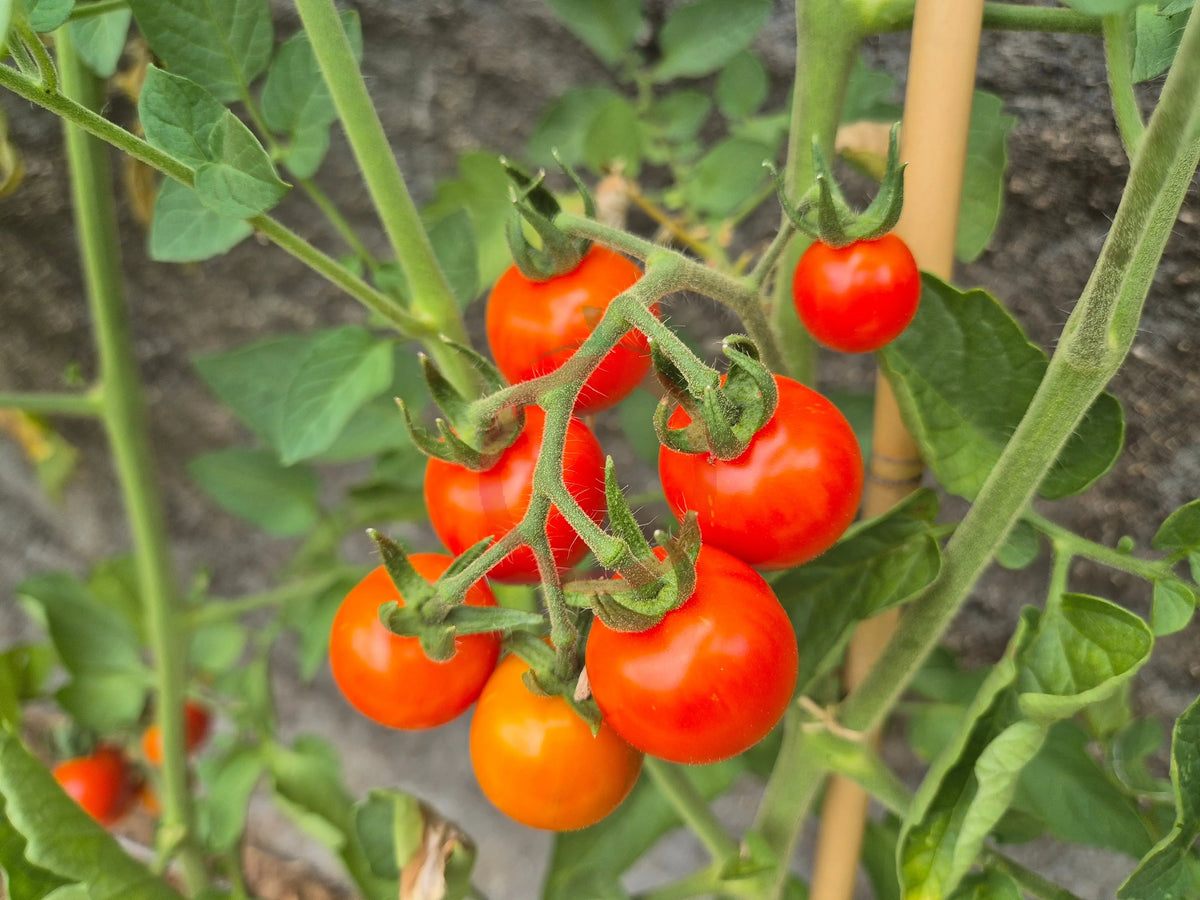 Tommy Toe DER TOMATENFLÜSTERER