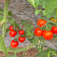 Tommy Toe DER TOMATENFLÜSTERER