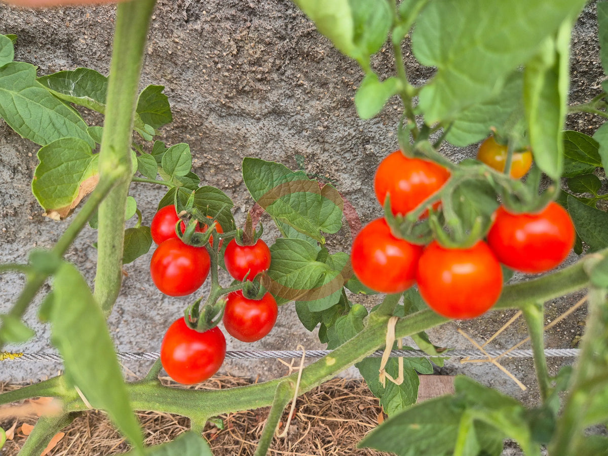 Tommy Toe DER TOMATENFLÜSTERER