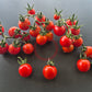 Tommy Toe DER TOMATENFLÜSTERER