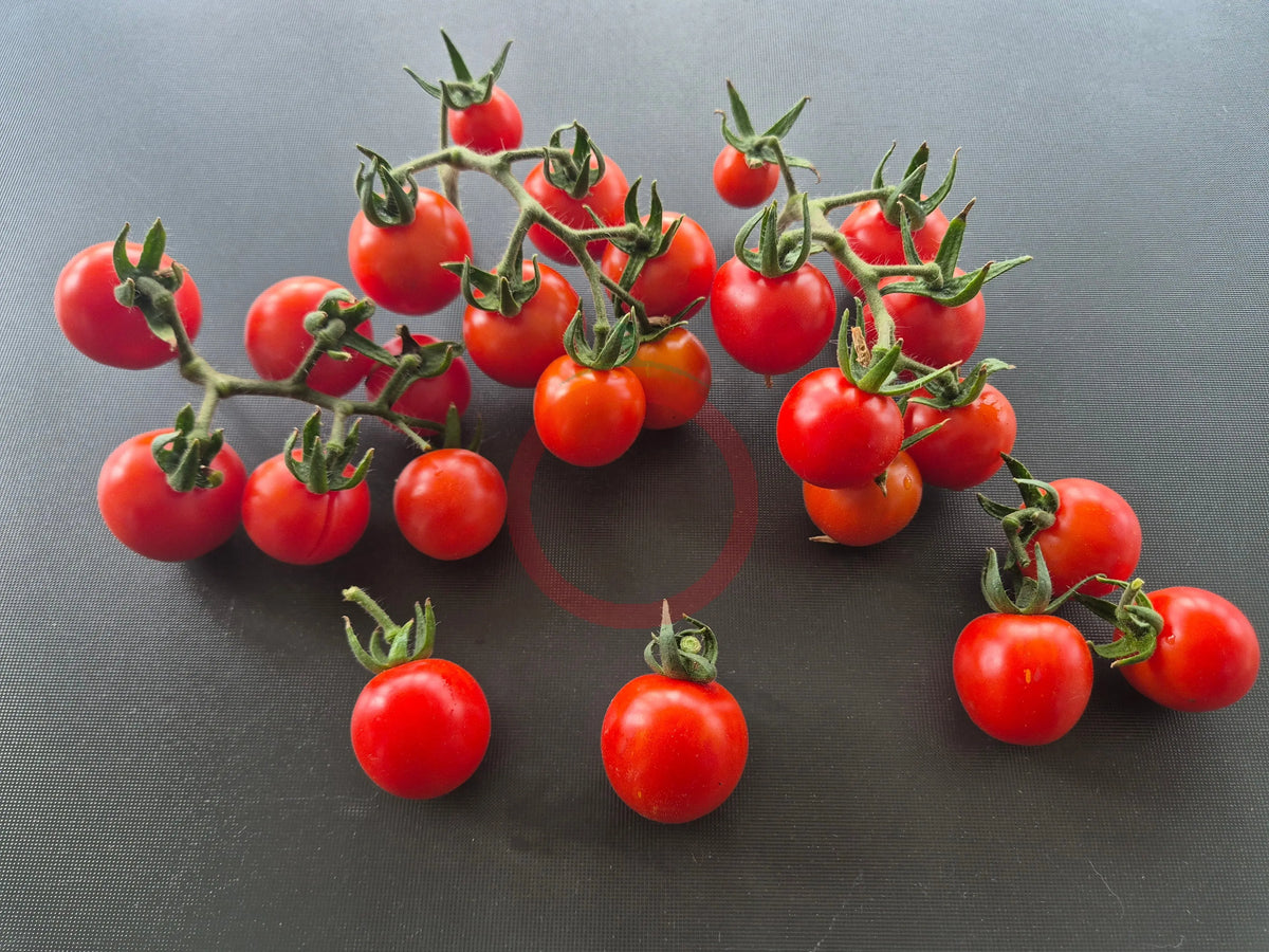 Tommy Toe DER TOMATENFLÜSTERER