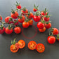 Tommy Toe DER TOMATENFLÜSTERER