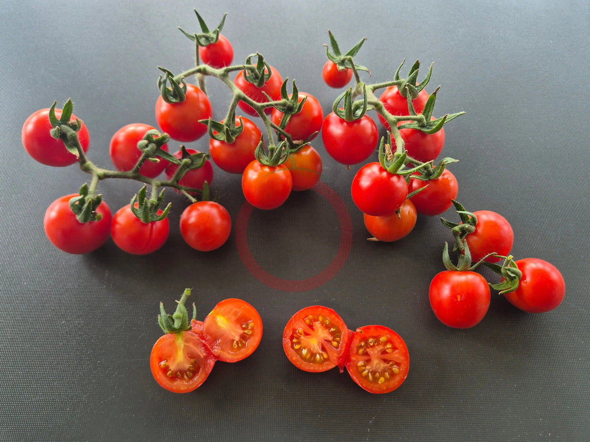 Tommy Toe DER TOMATENFLÜSTERER