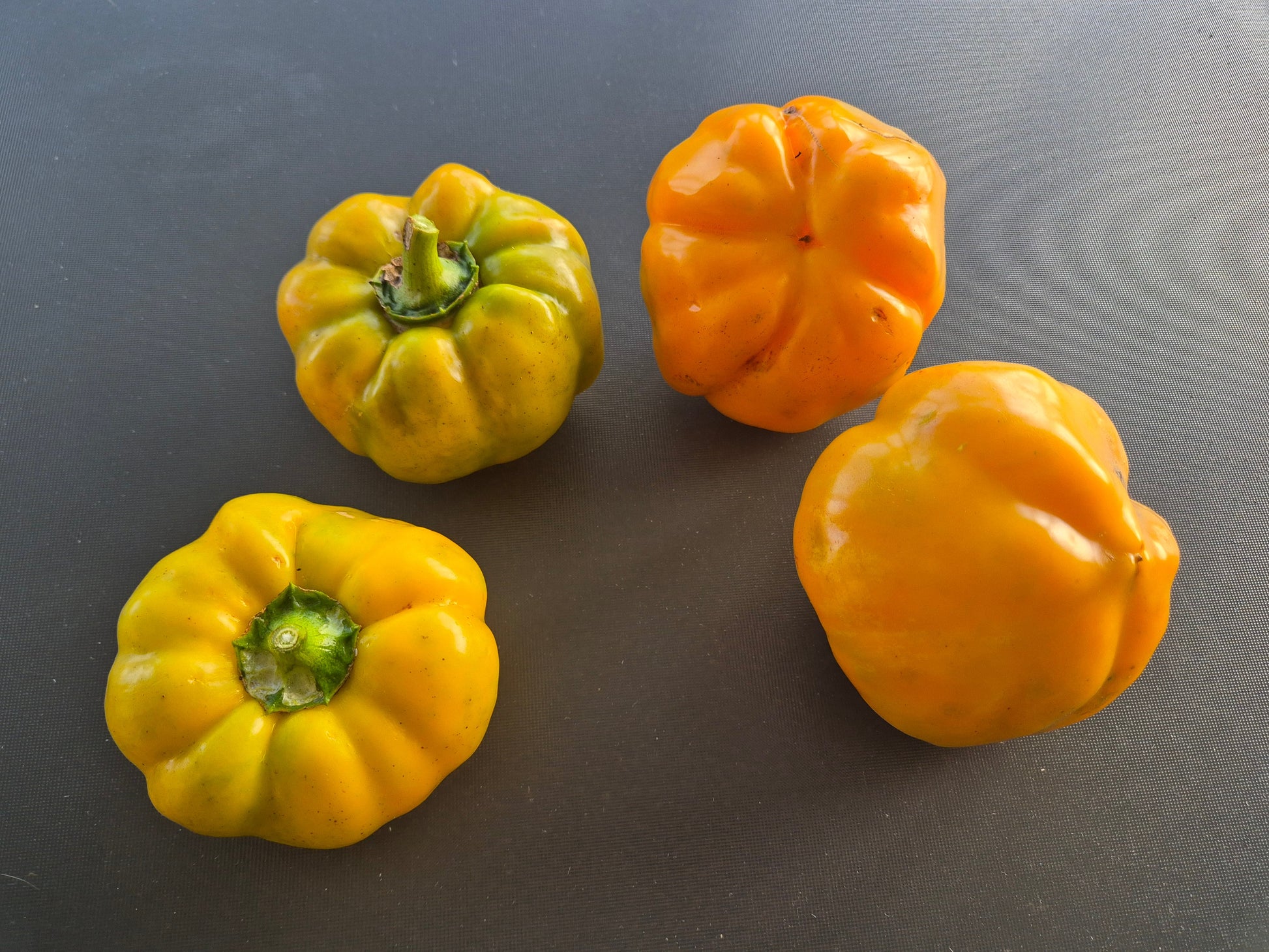 Top Boy DER TOMATENFLÜSTERER