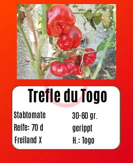 Trefle du Togo DER TOMATENFLÜSTERER