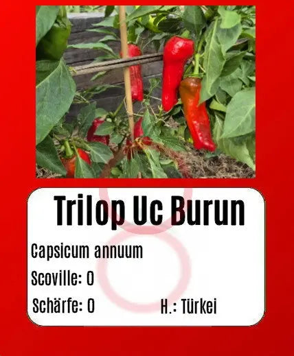 Trilop Uc Burun DER TOMATENFLÜSTERER