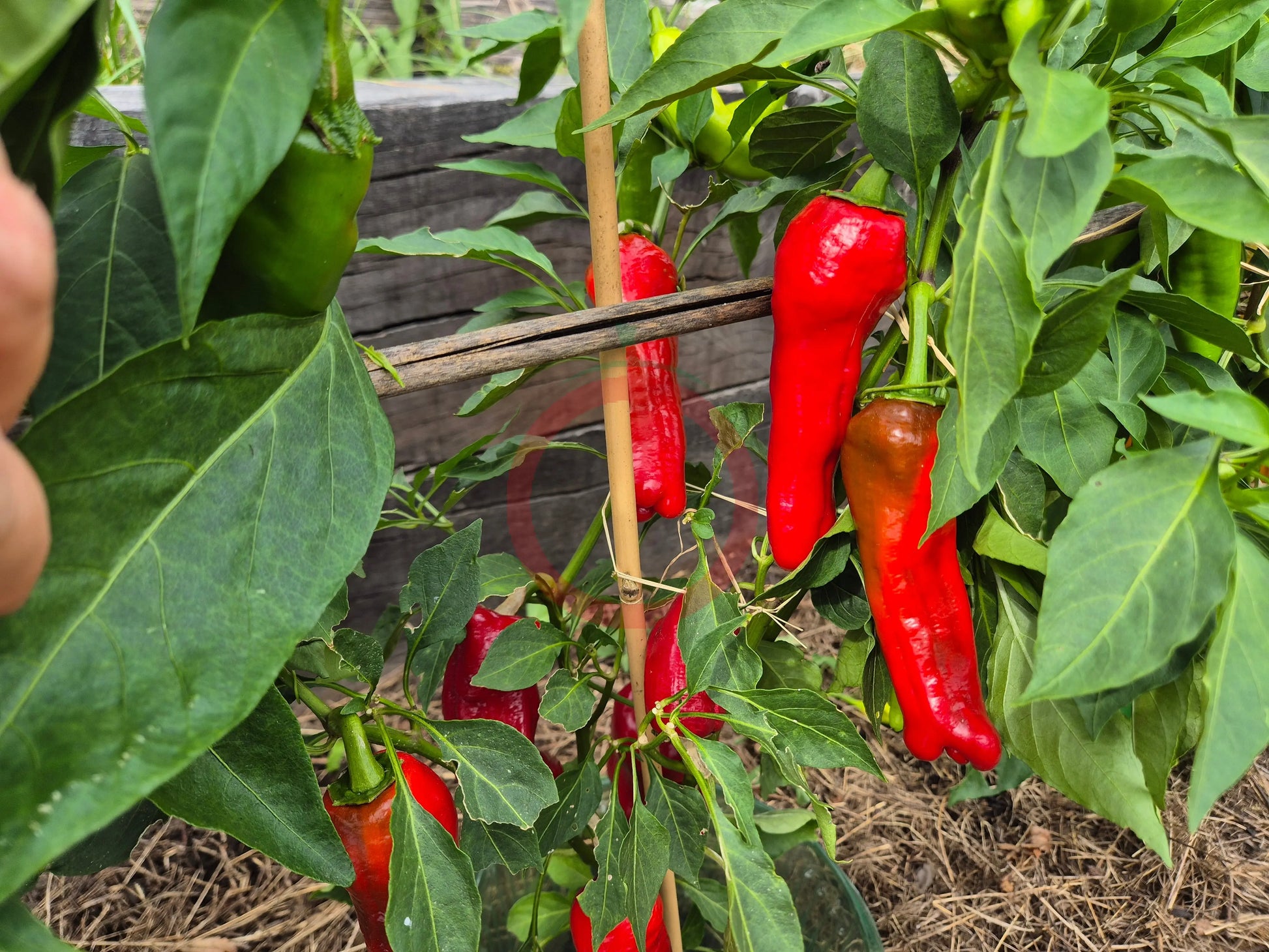 Trilop Uc Burun DER TOMATENFLÜSTERER
