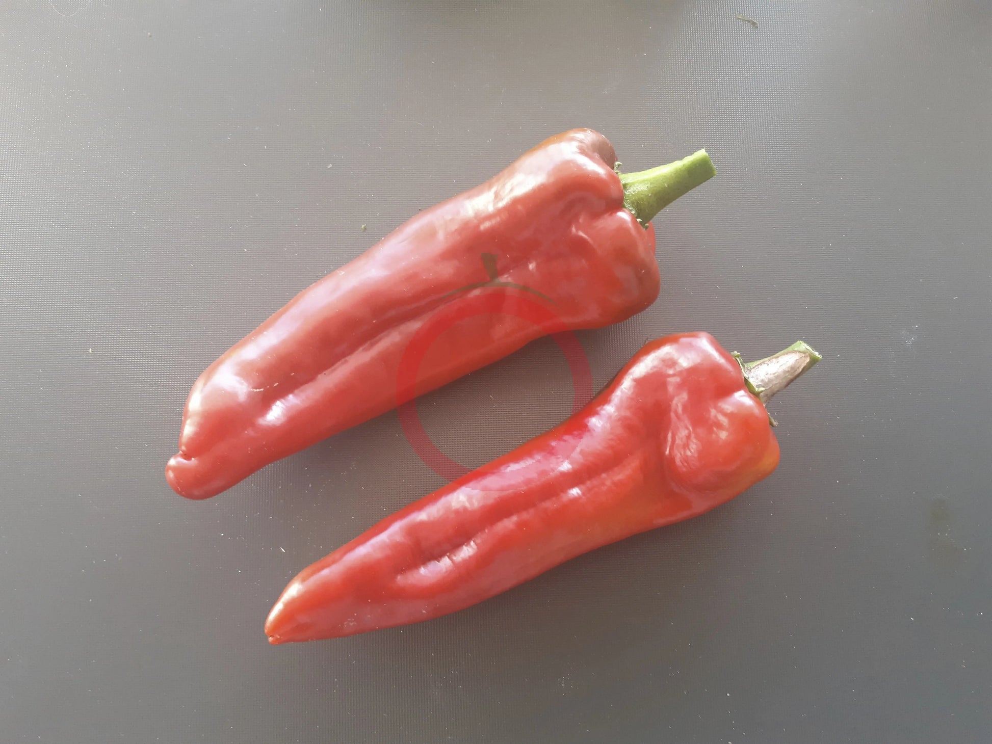 Trontarolo DER TOMATENFLÜSTERER