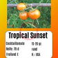 Tropical Sunset DER TOMATENFLÜSTERER