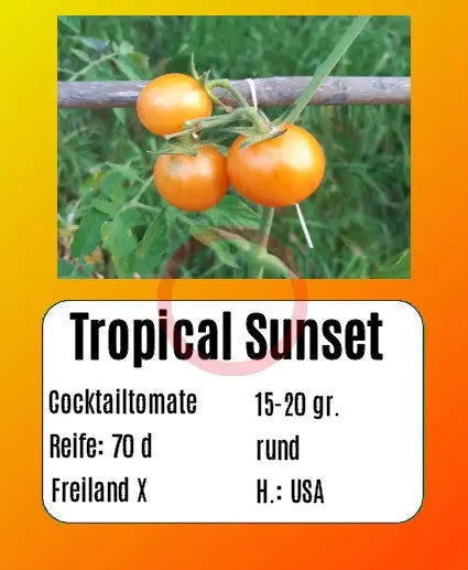 Tropical Sunset DER TOMATENFLÜSTERER