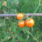 Tropical Sunset DER TOMATENFLÜSTERER