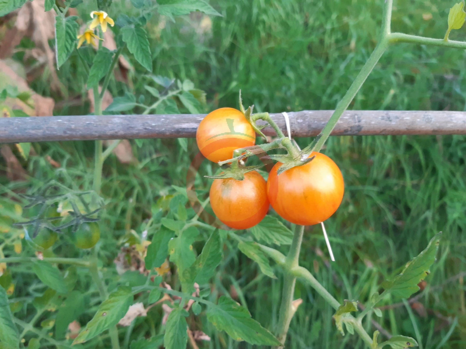 Tropical Sunset DER TOMATENFLÜSTERER