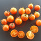 Tropical Sunset DER TOMATENFLÜSTERER
