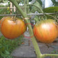 True Colors DER TOMATENFLÜSTERER