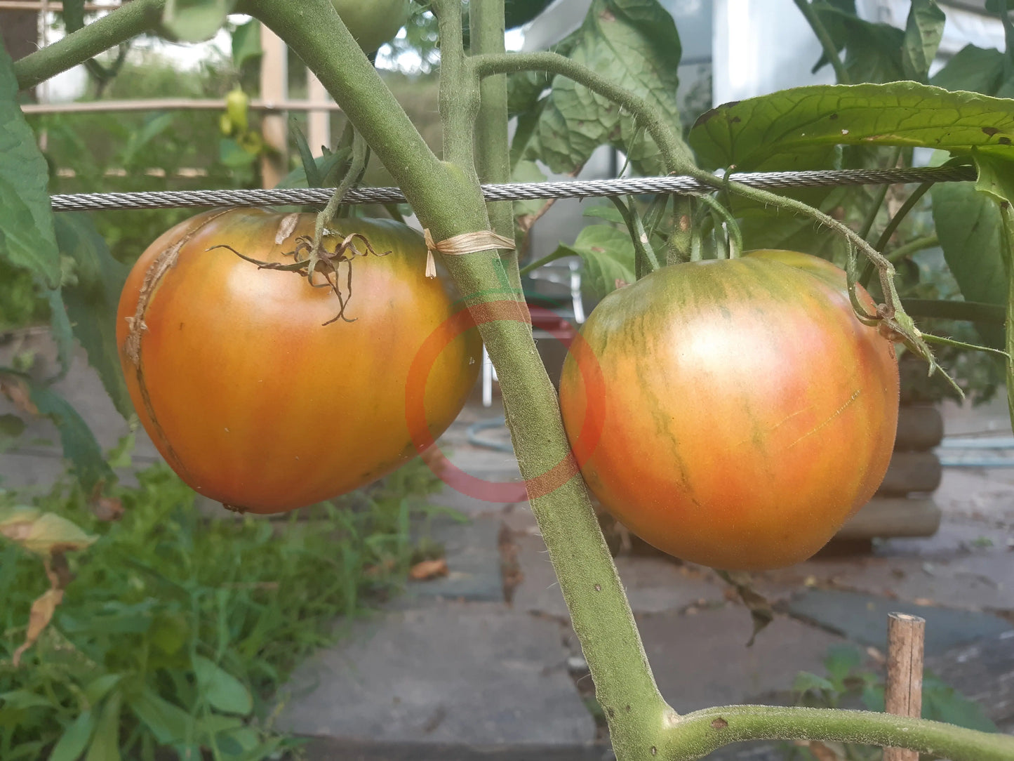 True Colors DER TOMATENFLÜSTERER