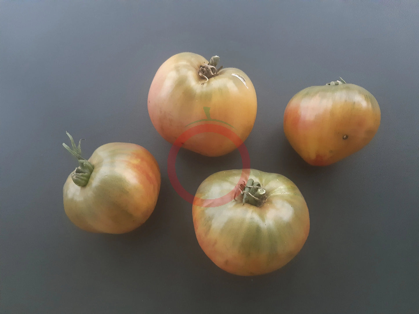 True Colors DER TOMATENFLÜSTERER