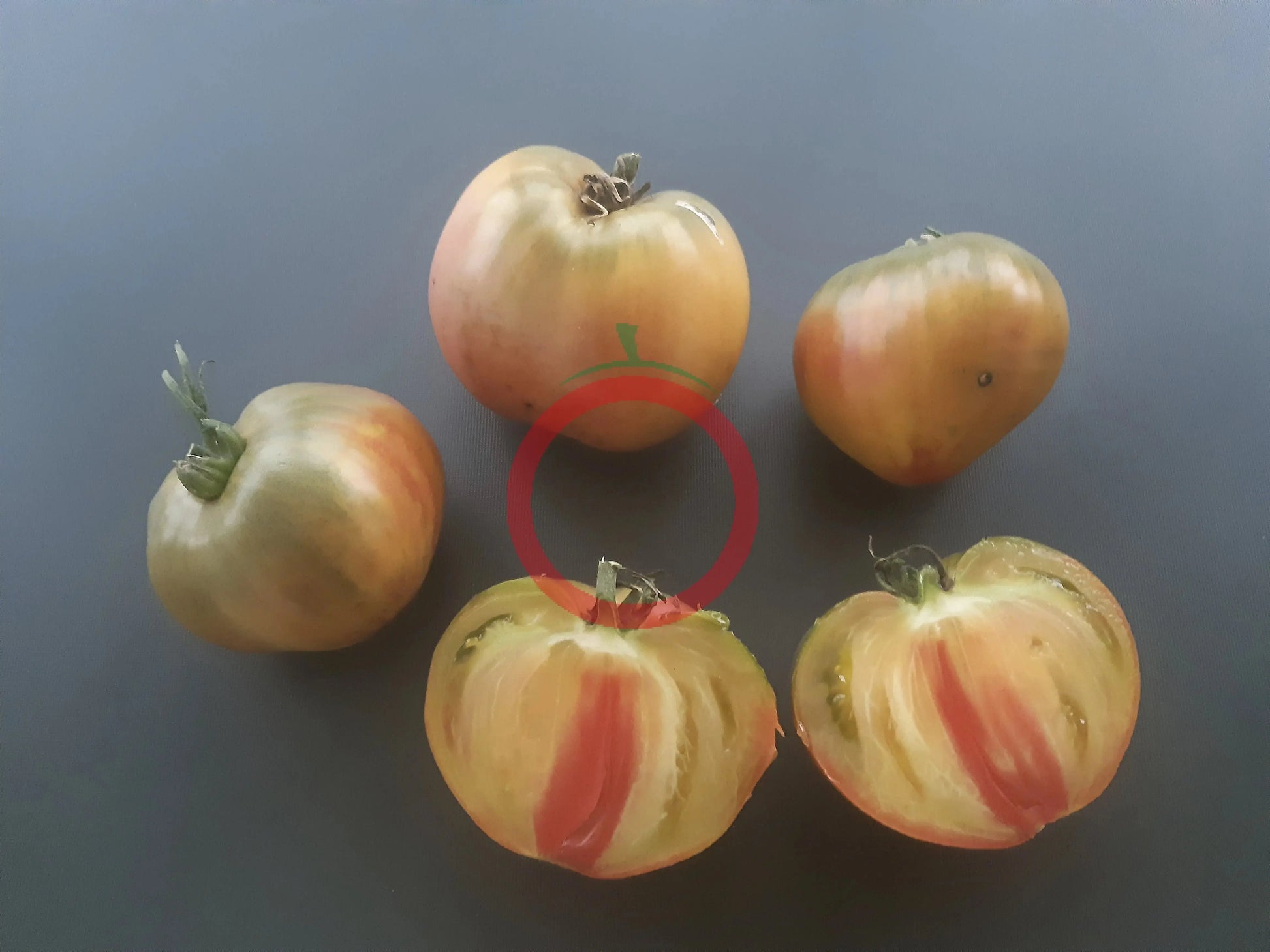 True Colors DER TOMATENFLÜSTERER