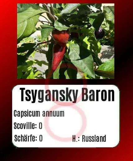 Tsygansky Baron DER TOMATENFLÜSTERER