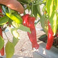 Tunisian Baklouti DER TOMATENFLÜSTERER
