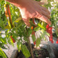 Tunisian Baklouti DER TOMATENFLÜSTERER