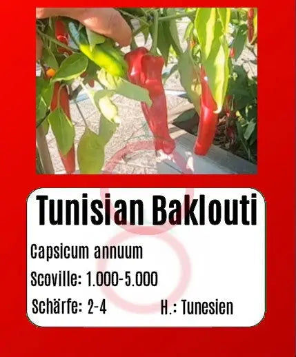 Tunisian Baklouti DER TOMATENFLÜSTERER