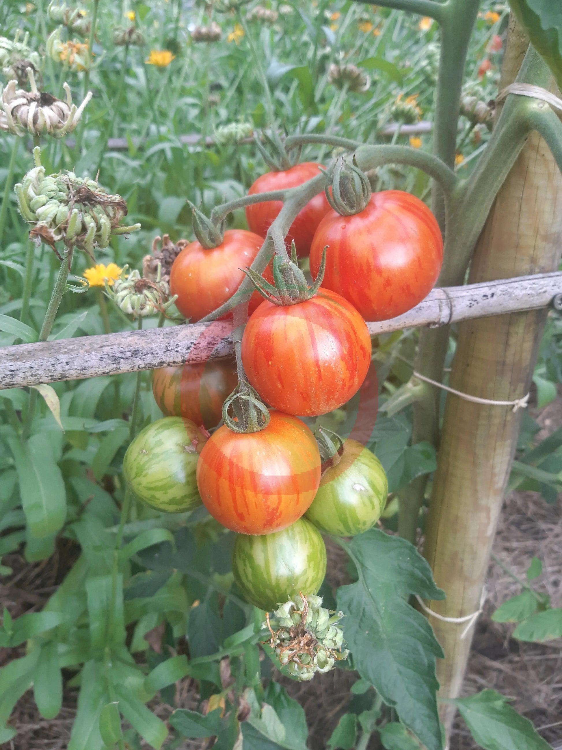 Turkish Striped Monestary DER TOMATENFLÜSTERER