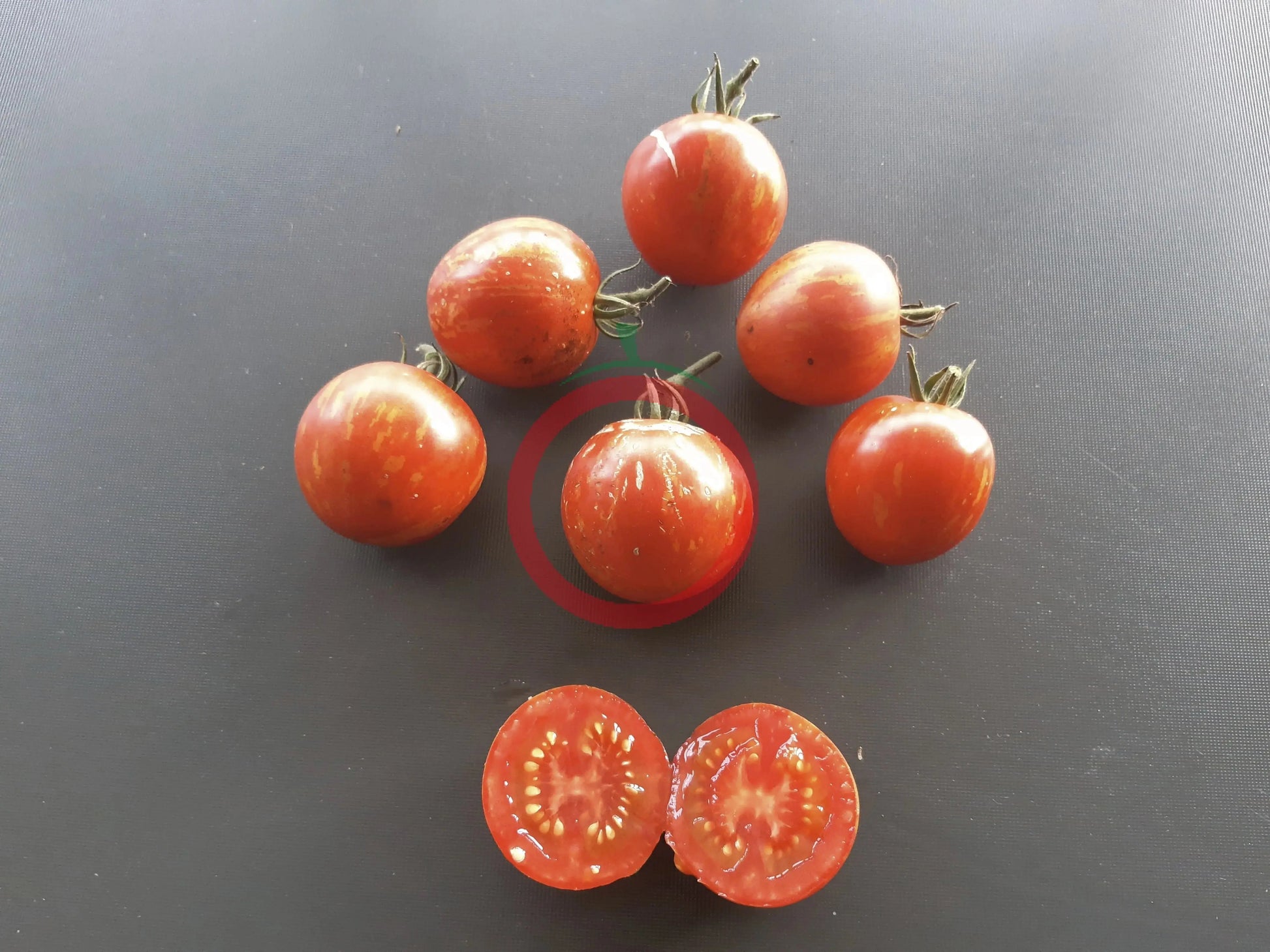 Turkish Striped Monestary DER TOMATENFLÜSTERER