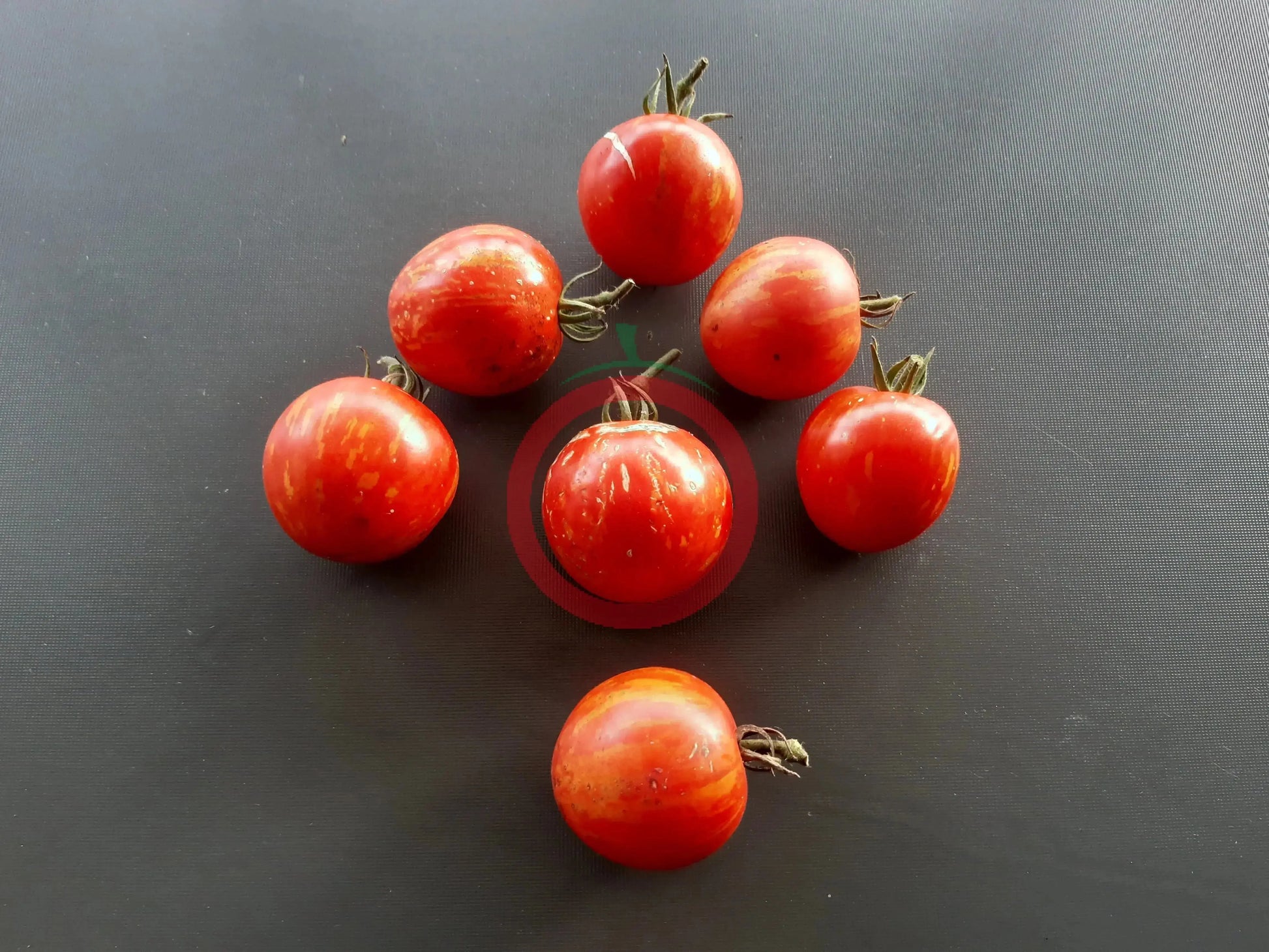 Turkish Striped Monestary DER TOMATENFLÜSTERER