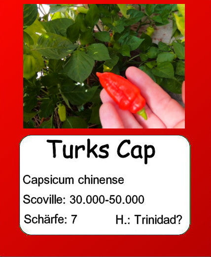 Turks Cap DER TOMATENFLÜSTERER