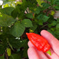Turks Cap DER TOMATENFLÜSTERER