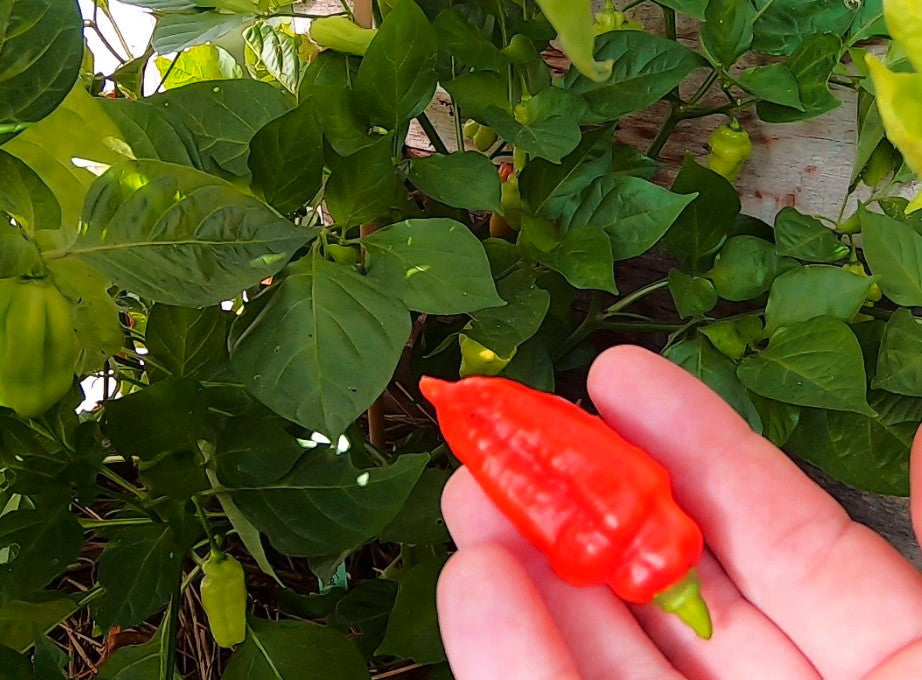 Turks Cap DER TOMATENFLÜSTERER
