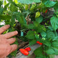 Turks Cap DER TOMATENFLÜSTERER