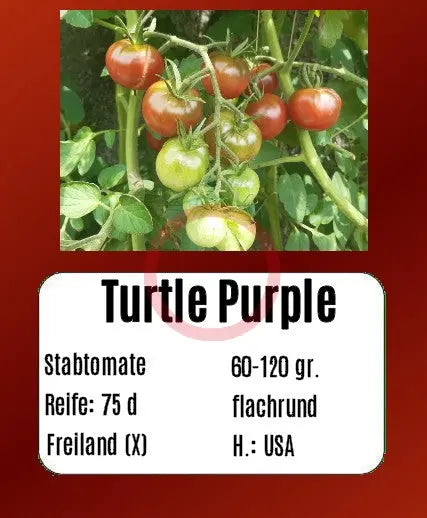 Turtle Purple DER TOMATENFLÜSTERER