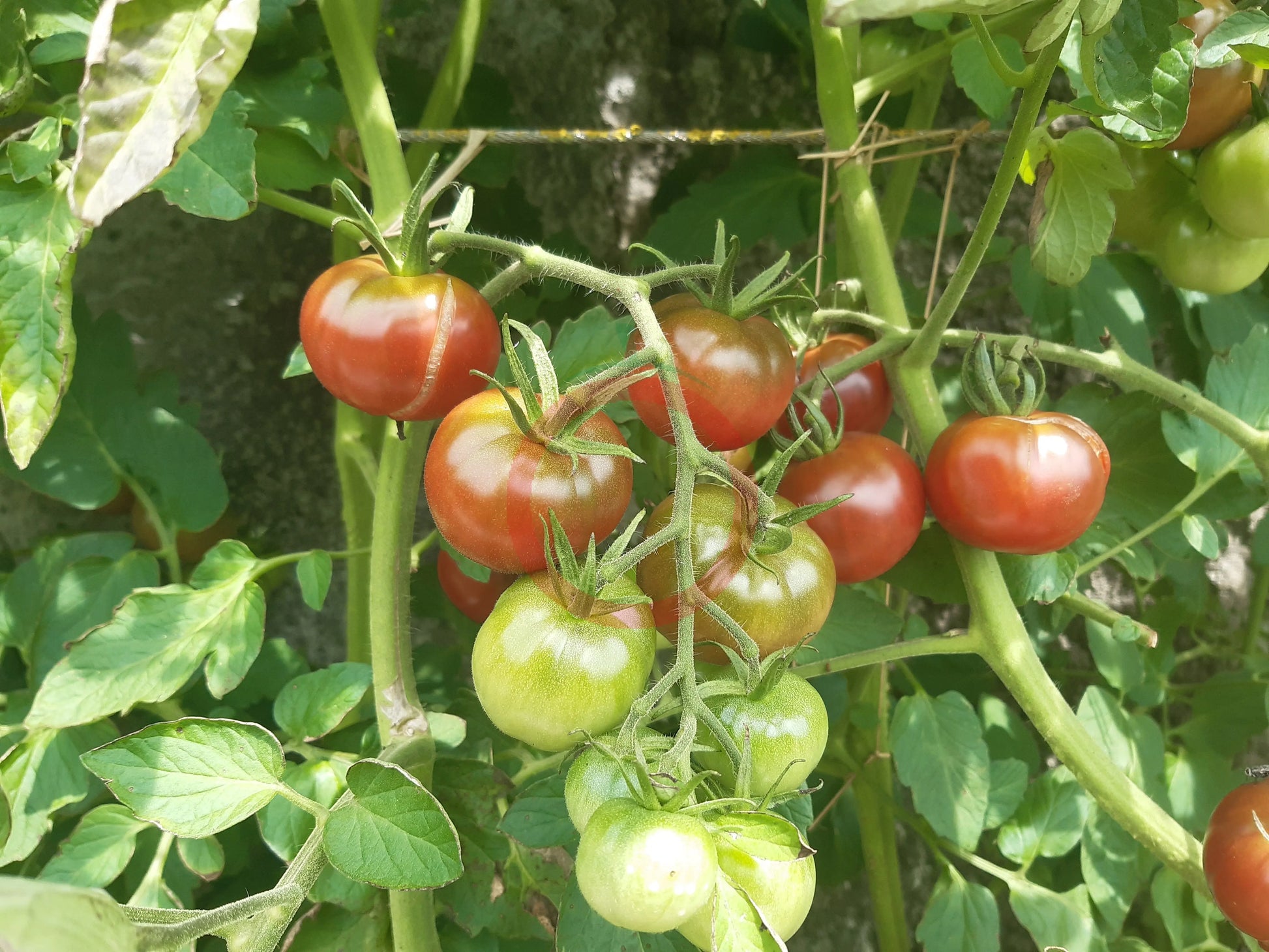 Turtle Purple DER TOMATENFLÜSTERER