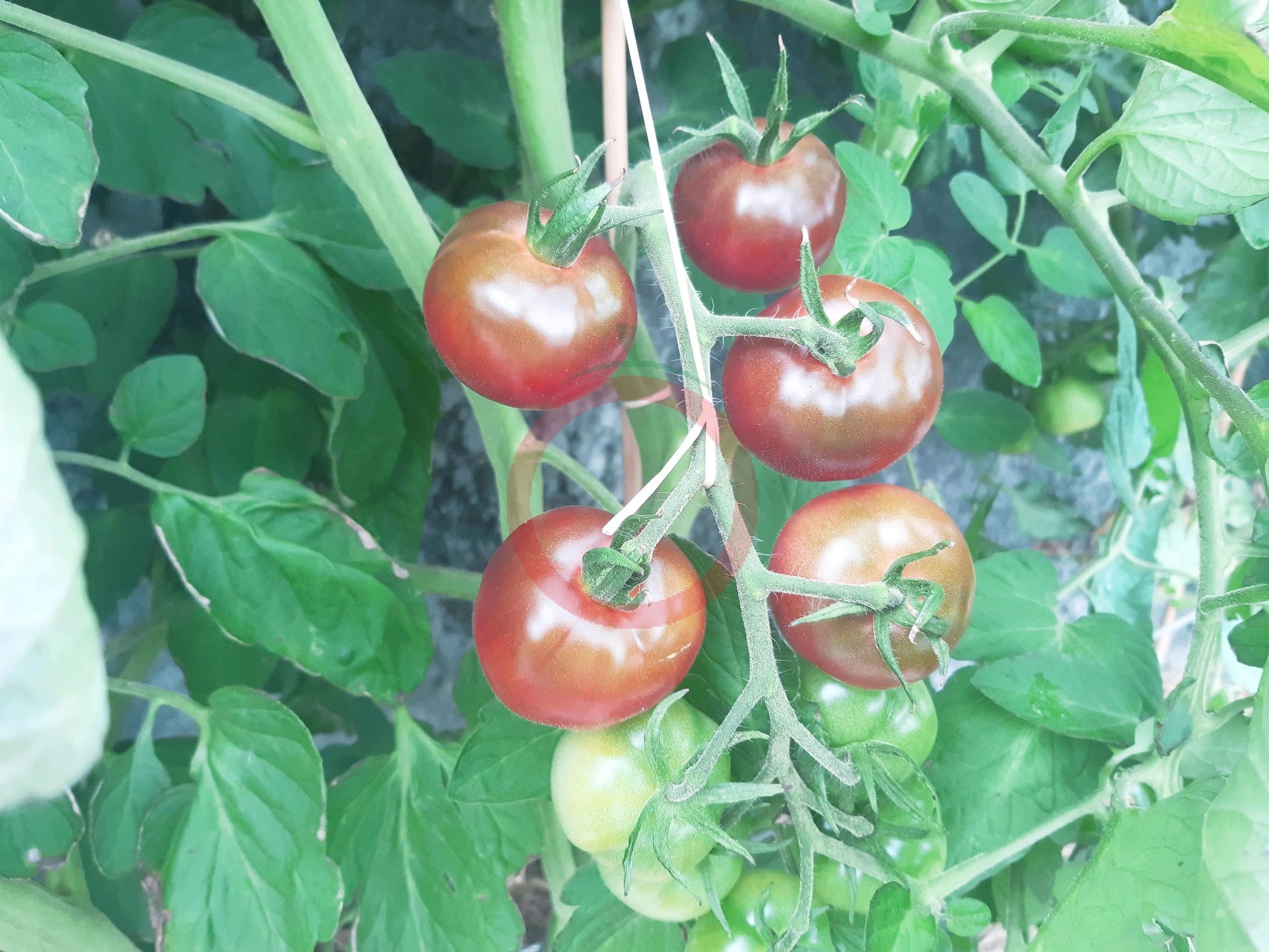 Turtle Purple DER TOMATENFLÜSTERER