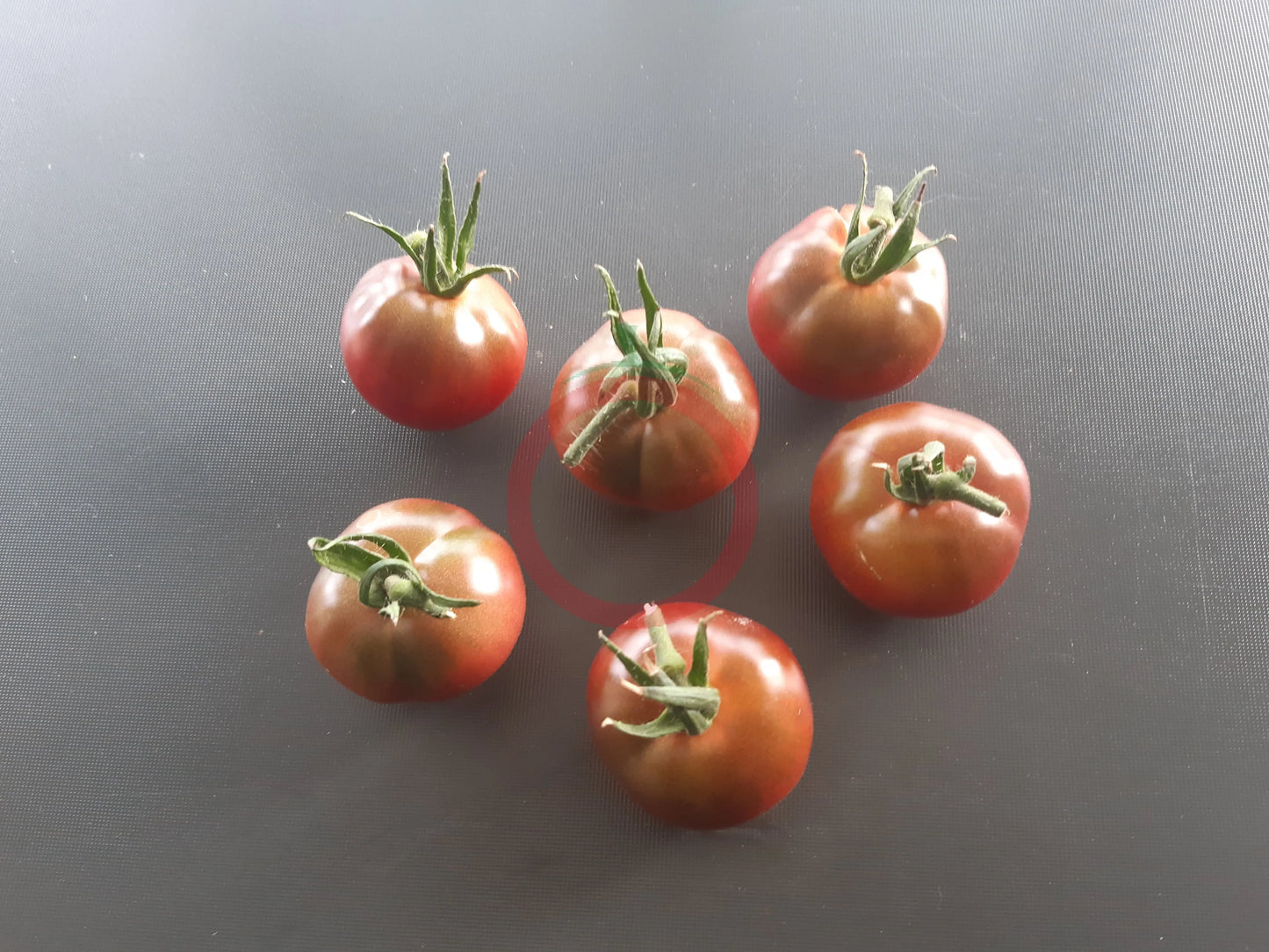 Turtle Purple DER TOMATENFLÜSTERER