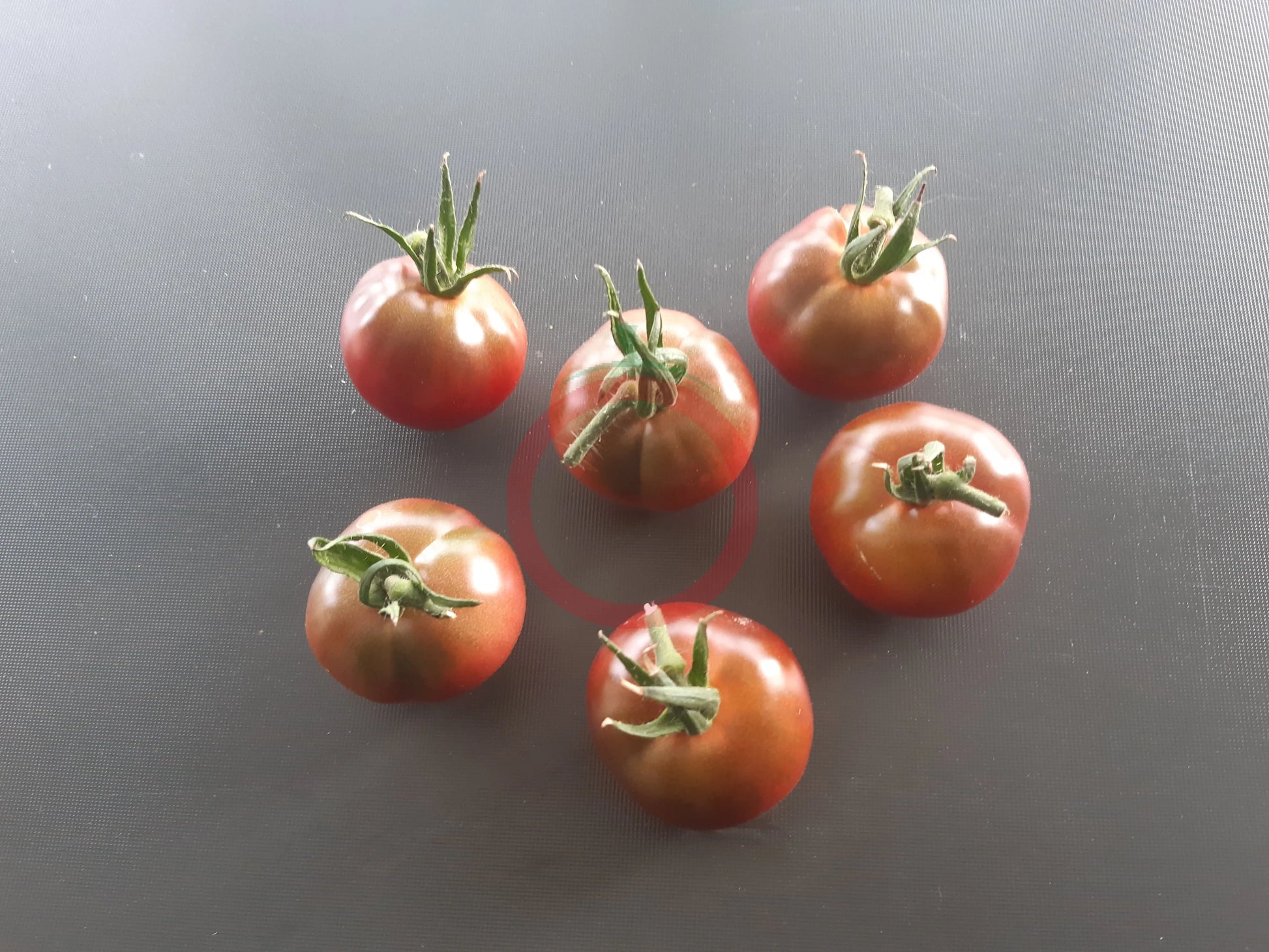 Turtle Purple DER TOMATENFLÜSTERER