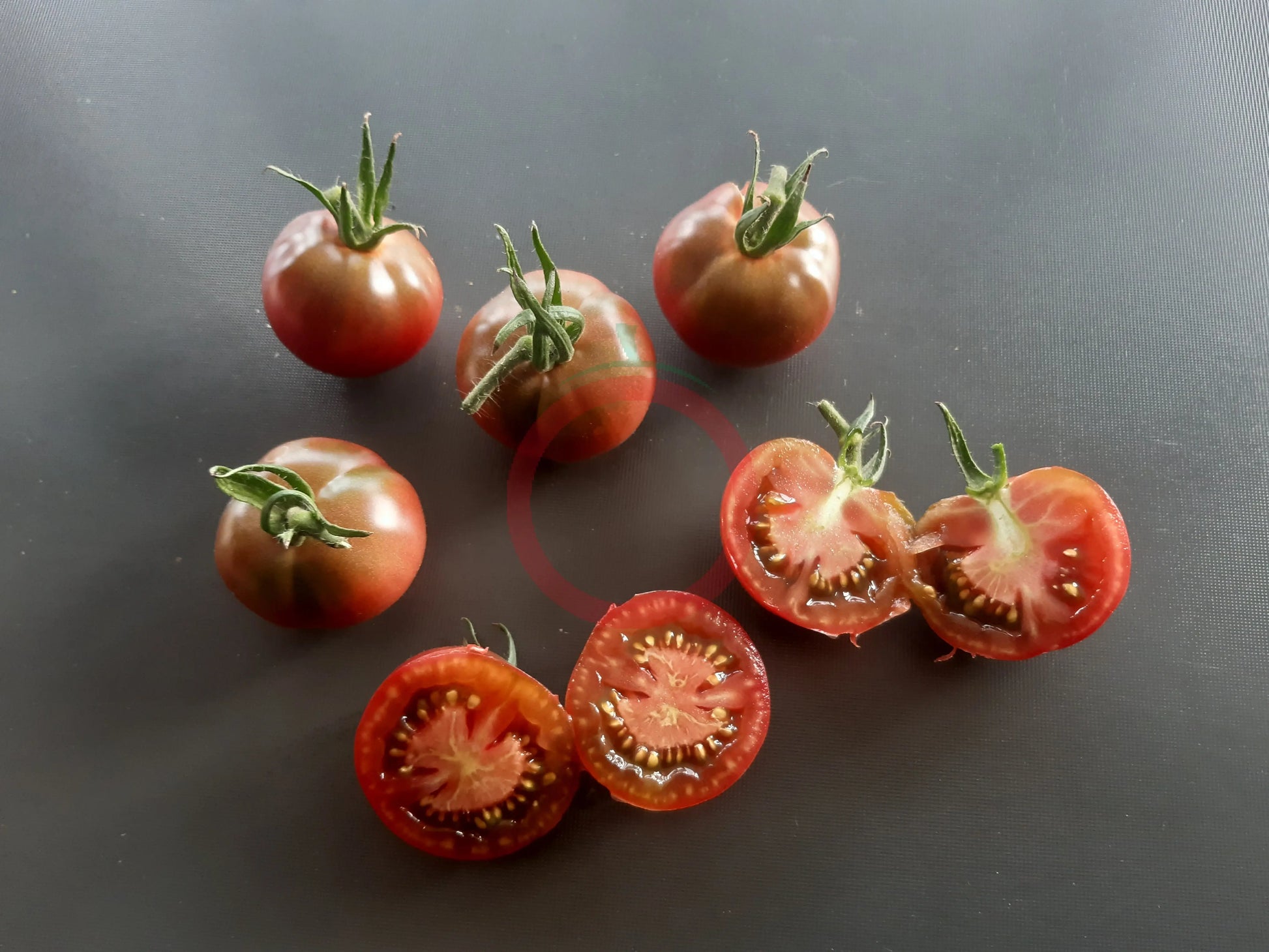 Turtle Purple DER TOMATENFLÜSTERER