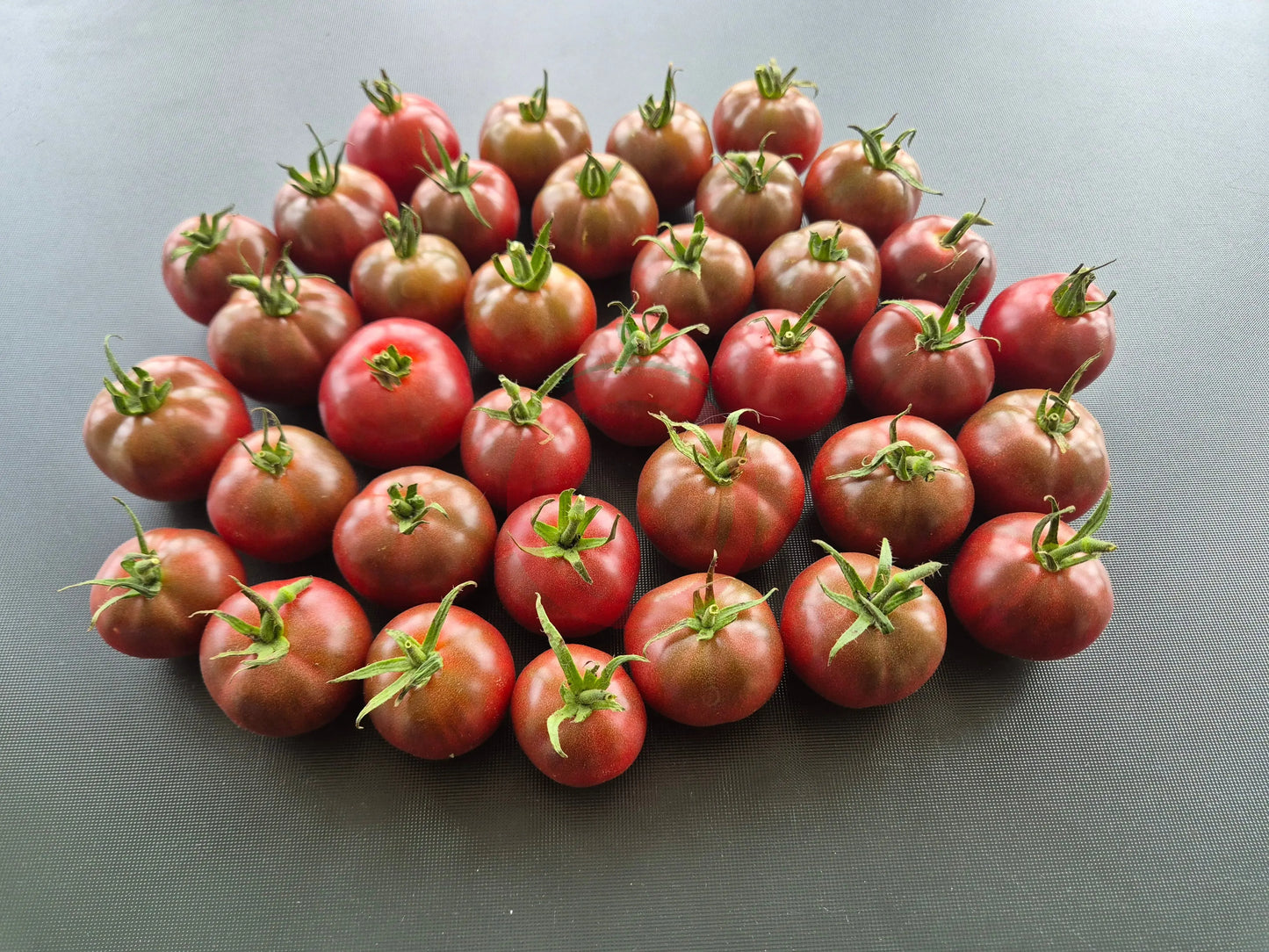Turtle Purple DER TOMATENFLÜSTERER