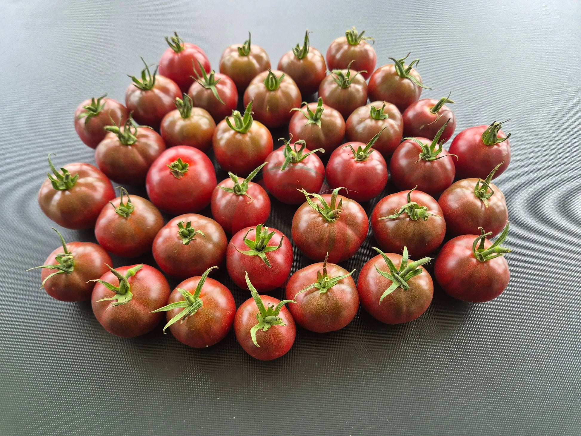 Turtle Purple DER TOMATENFLÜSTERER
