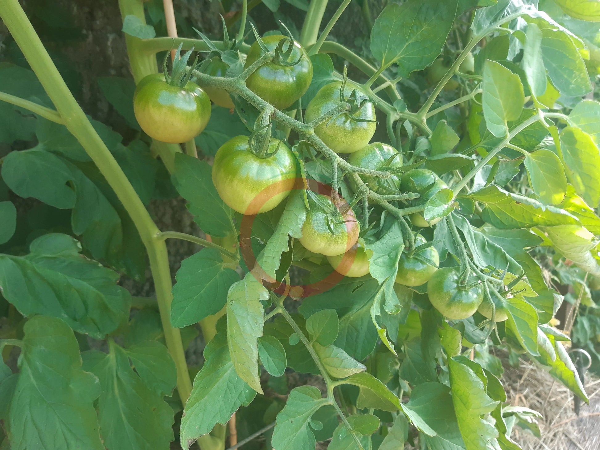 Turtle Purple DER TOMATENFLÜSTERER