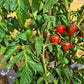Twister DER TOMATENFLÜSTERER