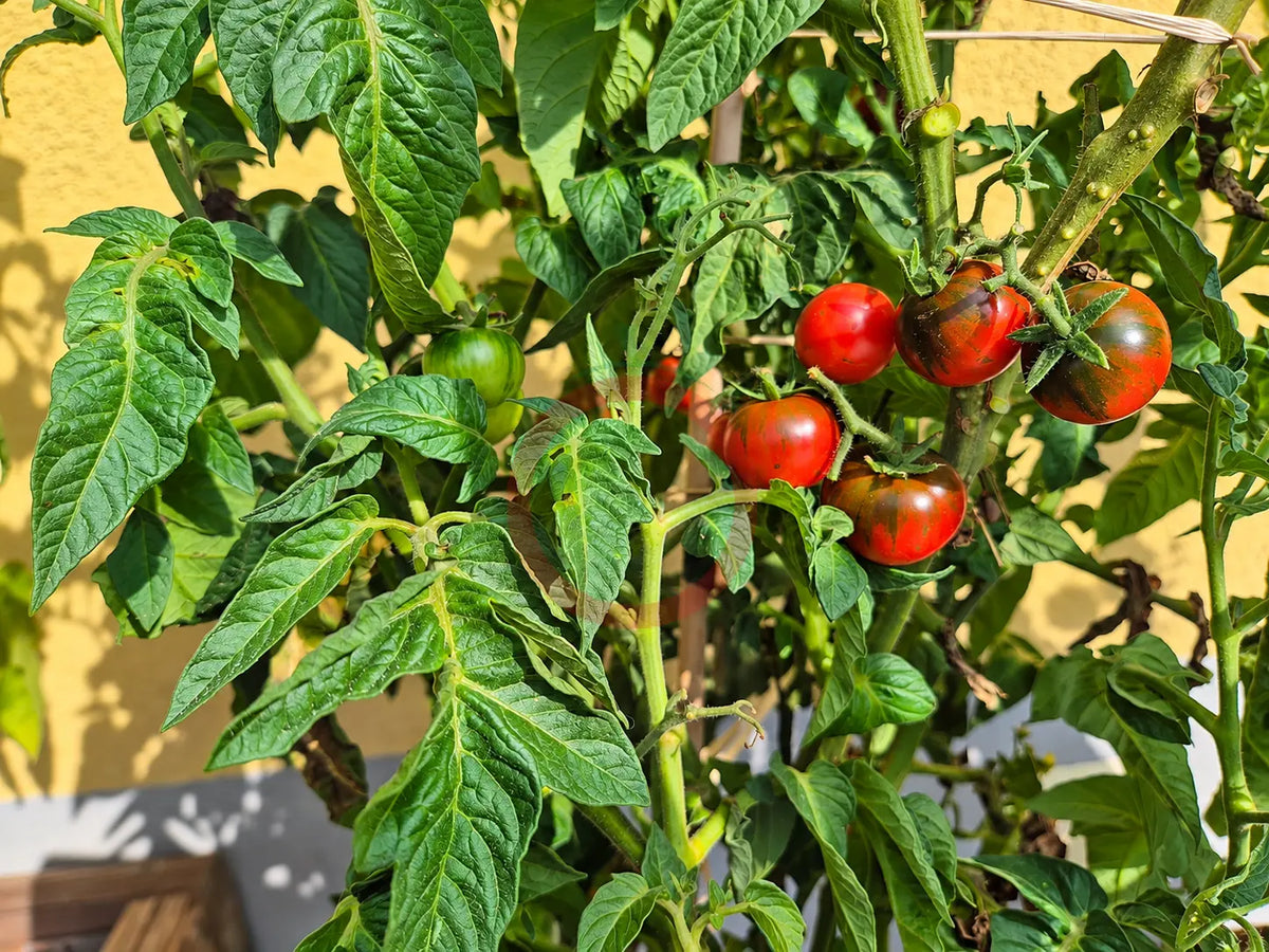 Twister DER TOMATENFLÜSTERER