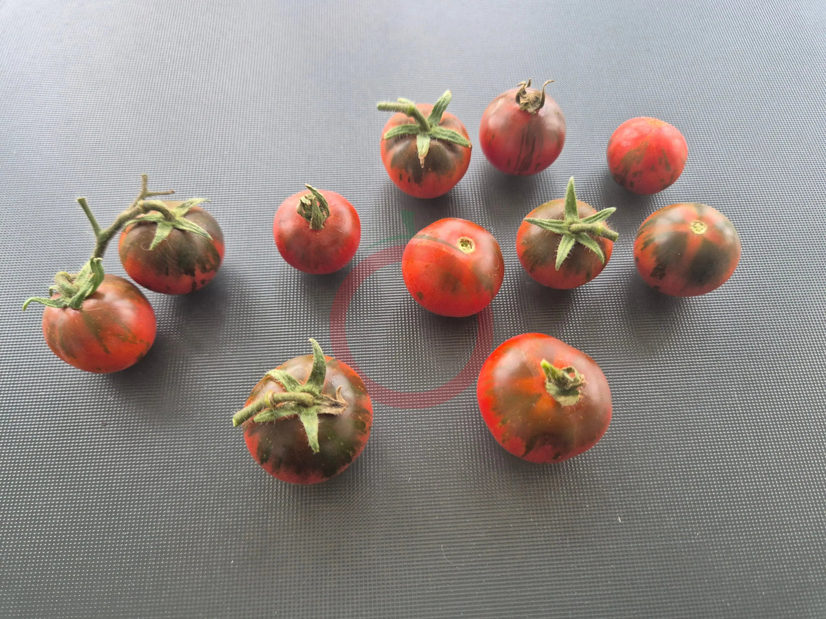 Twister DER TOMATENFLÜSTERER