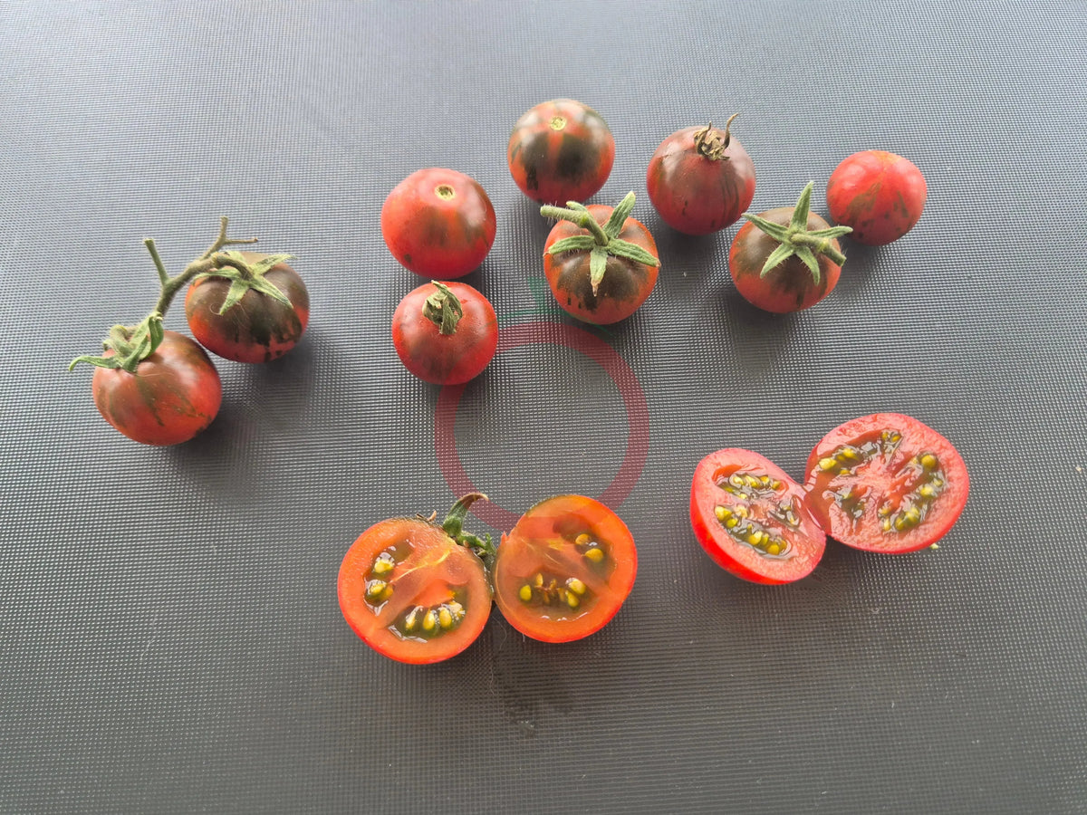 Twister DER TOMATENFLÜSTERER