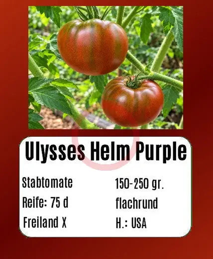 Ulysses Helm Purple DER TOMATENFLÜSTERER