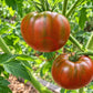 Ulysses Helm Purple DER TOMATENFLÜSTERER